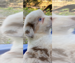 Small Photo #2 Australian Shepherd Puppy For Sale in SADIEVILLE, KY, USA