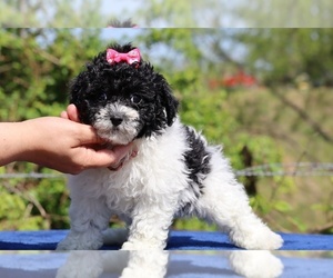 Poodle (Toy) Puppy for sale in DYERSBURG, TN, USA
