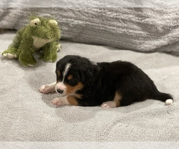 Medium Photo #1 Aussiedoodle-Miniature Bernedoodle Mix Puppy For Sale in PRESTON, CT, USA