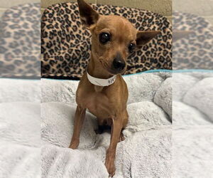 Chihuahua Dogs for adoption in Riverside, CA, USA
