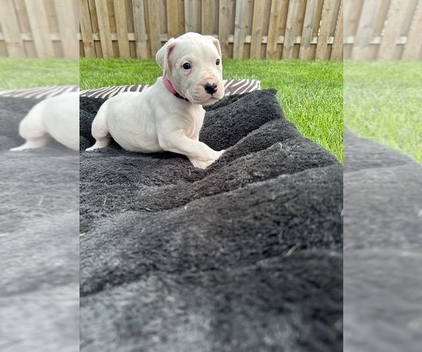 Medium Photo #1 Dogo Argentino Puppy For Sale in CLEVELAND, OH, USA