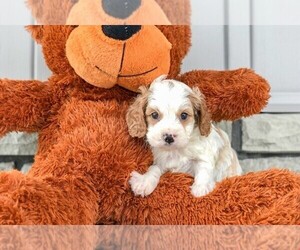 Cavapoo Puppy for sale in CLEVELAND, NC, USA