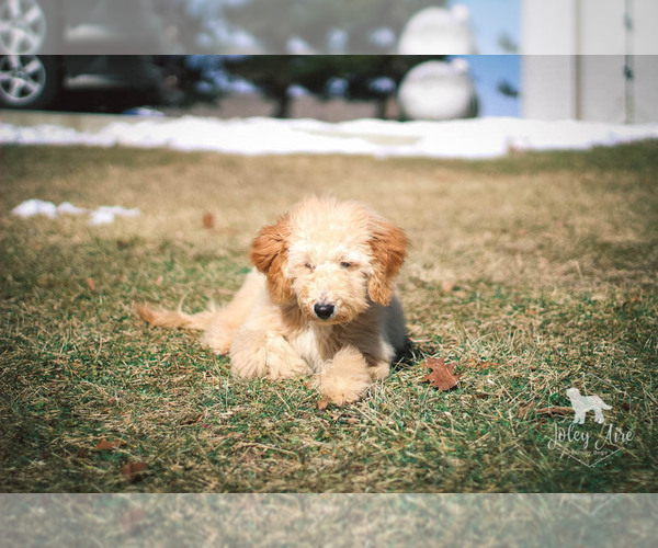 Medium Photo #39 Goldendoodle Puppy For Sale in CARLOCK, IL, USA