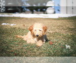 Small Photo #39 Goldendoodle Puppy For Sale in CARLOCK, IL, USA