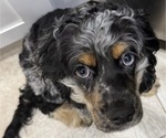 Small #4 Cocker Spaniel