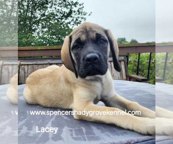 Medium Photo #7 Mastiff Puppy For Sale in CABOOL, MO, USA