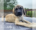 Small #6 Mastiff