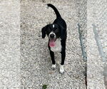 Small #3 Beagle Mix