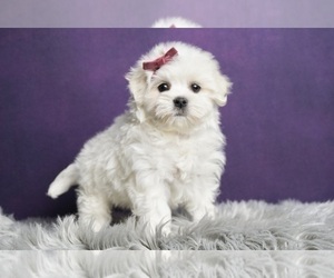 Maltese Puppy for Sale in WARSAW, Indiana USA