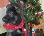 Small Photo #6 German Shepherd Dog Puppy For Sale in RISING SUN, IN, USA