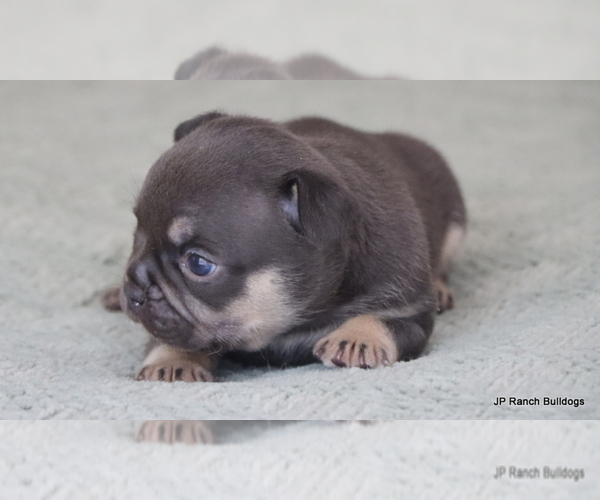 Medium Photo #6 French Bulldog Puppy For Sale in WINNSBORO, TX, USA
