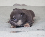 Small Photo #6 French Bulldog Puppy For Sale in WINNSBORO, TX, USA
