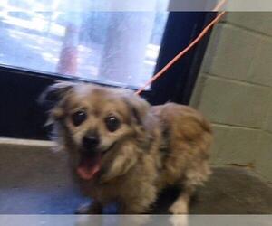 Shih Tzu-Unknown Mix Dogs for adoption in Tulsa, OK, USA