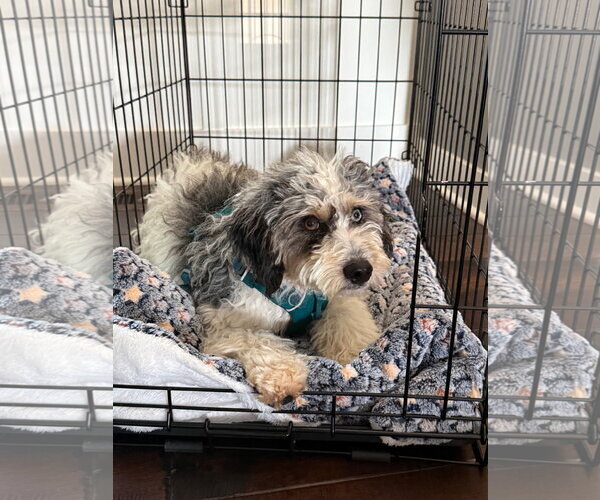 Medium Photo #1 Australian Shepherd-Unknown Mix Puppy For Sale in St. Louis Park, MN, USA
