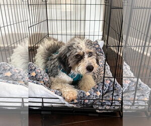Australian Shepherd-Unknown Mix Dogs for adoption in St. Louis Park, MN, USA