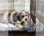 Small Australian Shepherd Mix