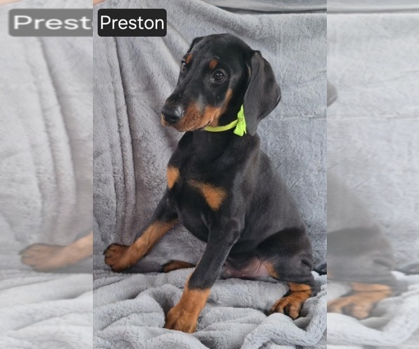 Medium Photo #3 Doberman Pinscher Puppy For Sale in POMEROY, OH, USA