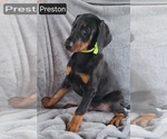 Small #2 Doberman Pinscher