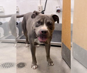 Mutt Dogs for adoption in Forestville, MD, USA