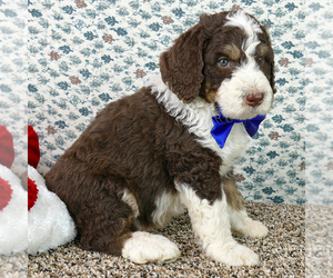 Bernedoodle (Miniature) Puppy for sale in ROY, UT, USA