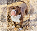 Small #2 American Bulldog-American Staffordshire Terrier Mix