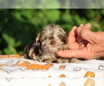 Small #13 ShihPoo