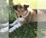 Small Photo #12 Collie Puppy For Sale in PLEASANT LAKE, IN, USA