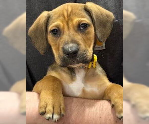 Medium Photo #1 Labbe Puppy For Sale in Princeton, MN, USA