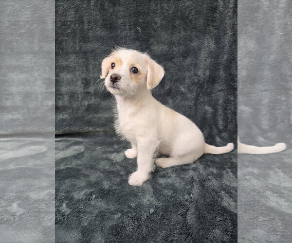 Medium Photo #4 Chihuahua-Unknown Mix Puppy For Sale in San Francisco, CA, USA