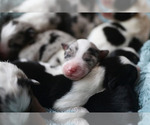 Small Photo #10 Australian Shepherd Puppy For Sale in UNION, MO, USA