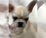 Small #10 French Bulldog