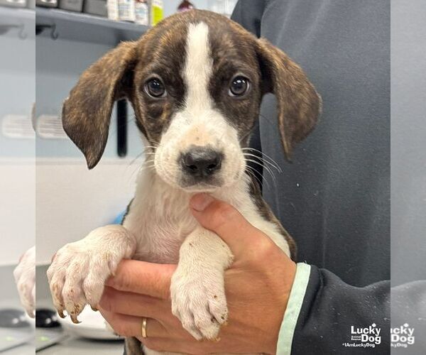 Medium Photo #4 Mutt Puppy For Sale in Washington, DC, USA