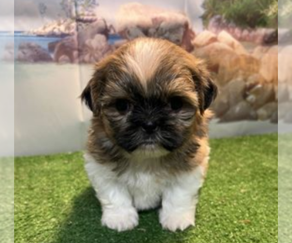 Medium Photo #4 Shih Tzu Puppy For Sale in TAMPA, FL, USA