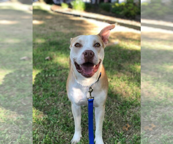 Medium Photo #5 American Pit Bull Terrier-Unknown Mix Puppy For Sale in Royse City, TX, USA