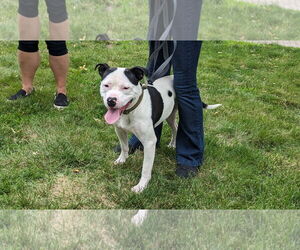 American Pit Bull Terrier-Unknown Mix Dogs for adoption in hinckley, IL, USA