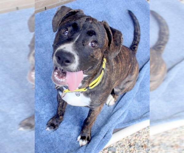 Medium Photo #3  Puppy For Sale in , 