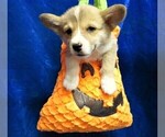 Puppy 4 Pembroke Welsh Corgi