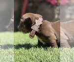 Small Photo #21 Bulldog Puppy For Sale in LOS ANGELES, CA, USA