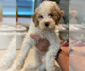 Poodle (Standard) Puppy for sale in FORT WORTH, TX, USA