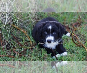 Miniature American Shepherd Puppy for sale in KAMUELA, HI, USA