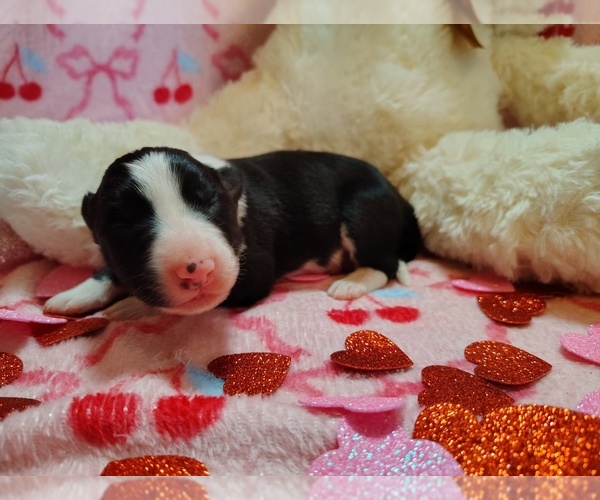 Medium Photo #9 Border Collie Puppy For Sale in NORBORNE, MO, USA