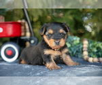 Puppy Tori Yorkshire Terrier