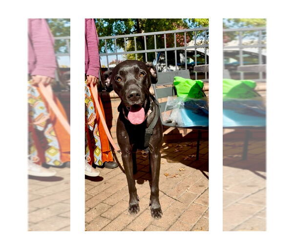 Medium Photo #5 Great Dane-Unknown Mix Puppy For Sale in Mooresville, NC, USA