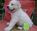 Puppy 1 Akbash Dog