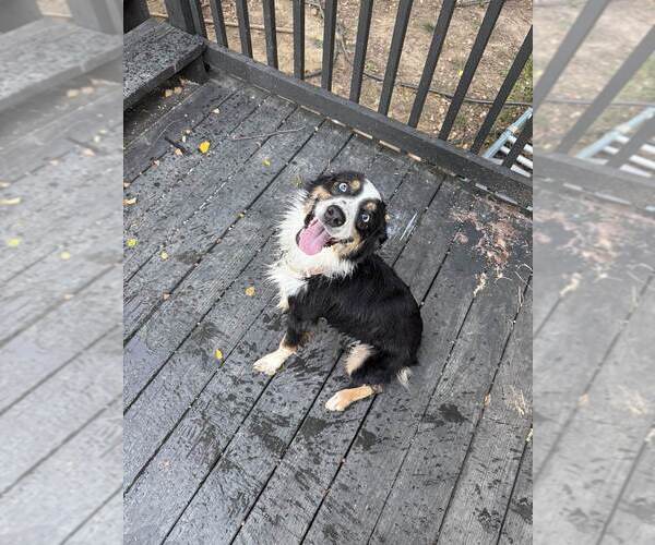 Medium Photo #1 Australian Shepherd Puppy For Sale in HENRICO, VA, USA