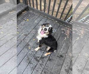 Mother of the Australian Shepherd puppies born on 11/24/2025