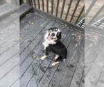 Small Photo #1 Australian Shepherd Puppy For Sale in HENRICO, VA, USA