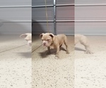 Small Photo #6 American Pit Bull Terrier Puppy For Sale in STKN, CA, USA