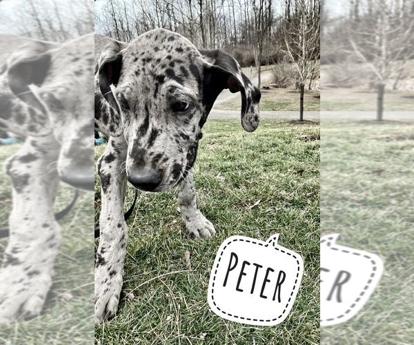 Medium Photo #8 Great Dane Puppy For Sale in COLUMBUS, OH, USA