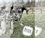 Small Photo #8 Great Dane Puppy For Sale in COLUMBUS, OH, USA